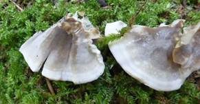 Angebrannter Rauchporling, Foto 22