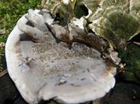 Angebrannter Rauchporling, Foto 33