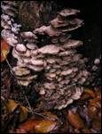 Angebrannter Rauchporling, Foto 35