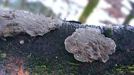 Angebrannter Rauchporling, Foto 36