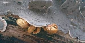Angebrannter Rauchporling, Foto 37