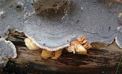 Angebrannter Rauchporling, Foto 38