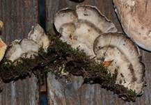 Angebrannter Rauchporling, Foto 39