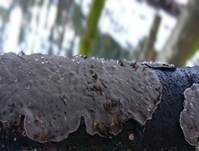 Angebrannter Rauchporling, Foto 41