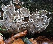 Angebrannter Rauchporling, Foto 42