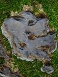 Angebrannter Rauchporling, Foto 54