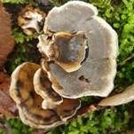 Angebrannter Rauchporling, Foto 57