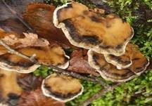 Angebrannter Rauchporling, Foto 58