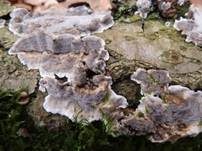 Angebrannter Rauchporling, Foto 8