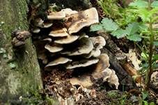 Angebrannter Rauchporling, Foto 62