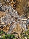 Angebrannter Rauchporling, Foto 65
