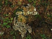Angebrannter Rauchporling, Foto 66