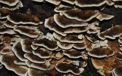 Angebrannter Rauchporling, Foto 69