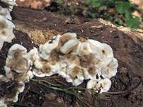 Angebrannter Rauchporling, Foto 77