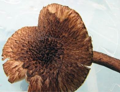 Braungebuckelter Risspilz, Foto 3