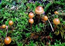 Braungeriefter Häubling, Foto 7