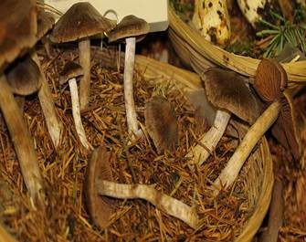 Braungestreifter Wasserkopf, Foto 6