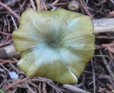 Braungrüner Rötling, Foto 3