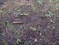 Braungrüner Rötling, Foto 8