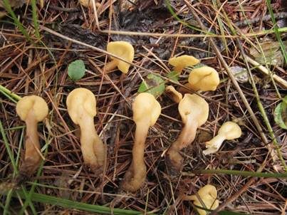 Bräunlicher Spateling, Foto 2