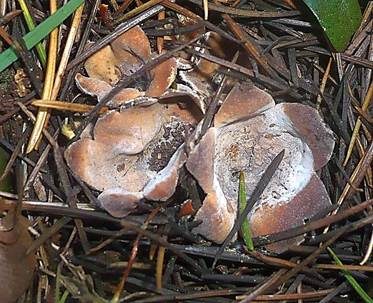 Bräunlicher Zedernholzkelchpilz, Foto 3