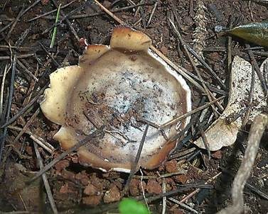 Bräunlicher Zedernholzkelchpilz, Foto 4