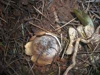 Bräunlicher Zedernholzkelchpilz, Foto 7