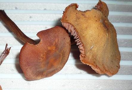 Braunroter Lacktrichterling, Foto 4