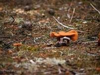 Braunroter Lacktrichterling, Foto 9