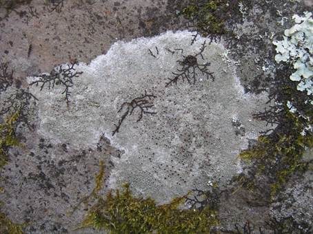 Braunscheibige Krustenflechte, Foto 3