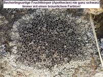 Braunscheibige Krustenflechte, Foto 5