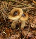 Braunscheibiger Schneckling, Foto 4
