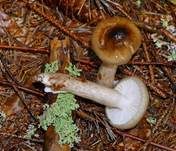 Braunscheibiger Schneckling, Foto 5