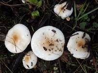 Braunscheibiger Schneckling, Foto 6
