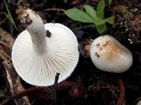 Braunscheibiger Schneckling, Foto 7
