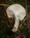 Braunscheibiger Schneckling, Foto 8