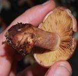 Anisklumpfuß, Foto 12