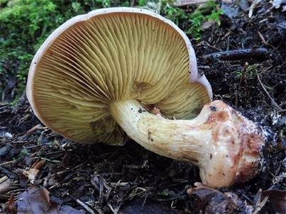 Anisklumpfuß, Foto 5