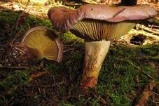 Anisklumpfuß, Foto 7