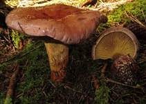Anisklumpfuß, Foto 8