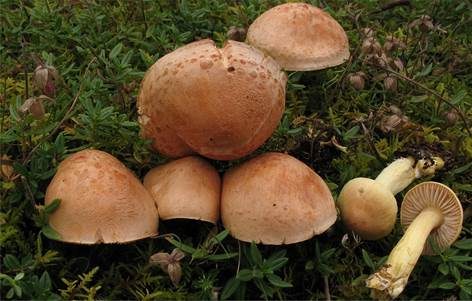 Braunscheibiger Schwefelritterling, Foto 2