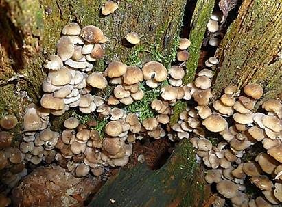 Braunschneidiger Wasserfuß, Foto 2