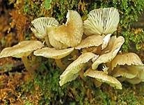 Braunschneidiger Wasserfuß, Foto 31