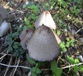 Braunschuppiger Tintling, Foto 21