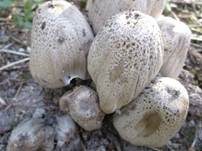 Braunschuppiger Tintling, Foto 22