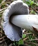 Braunschuppiger Tintling, Foto 23