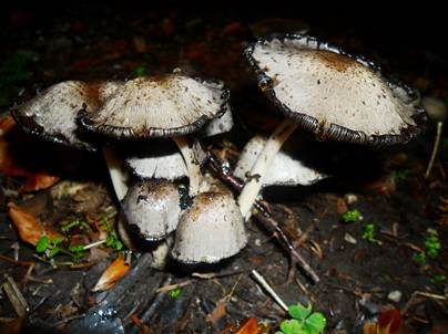 Braunschuppiger Tintling, Foto 5
