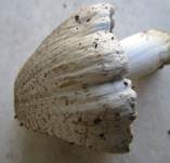 Braunschuppiger Tintling, Foto 32