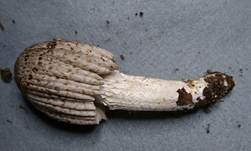 Braunschuppiger Tintling, Foto 39