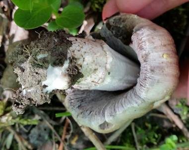 Braunschuppiger Tintling, Foto 6